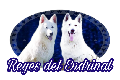 Reyes del Endrinal- Criadero familiar de Pastor Blanco Suizo